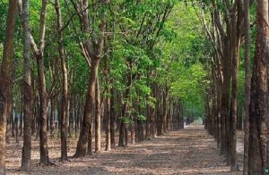 đất trồng cây lâu năm có được thế chấp
